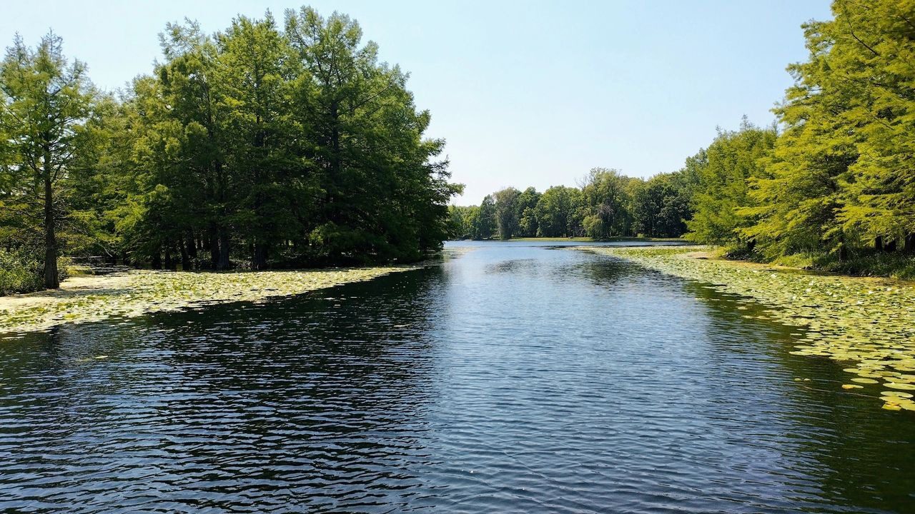 A river with trees in the background and grass on the shore.