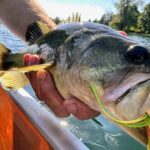 A person holding a fish in their hand.
