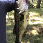 A large fish is hanging on the tree