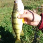 A person holding a fish in their hand.