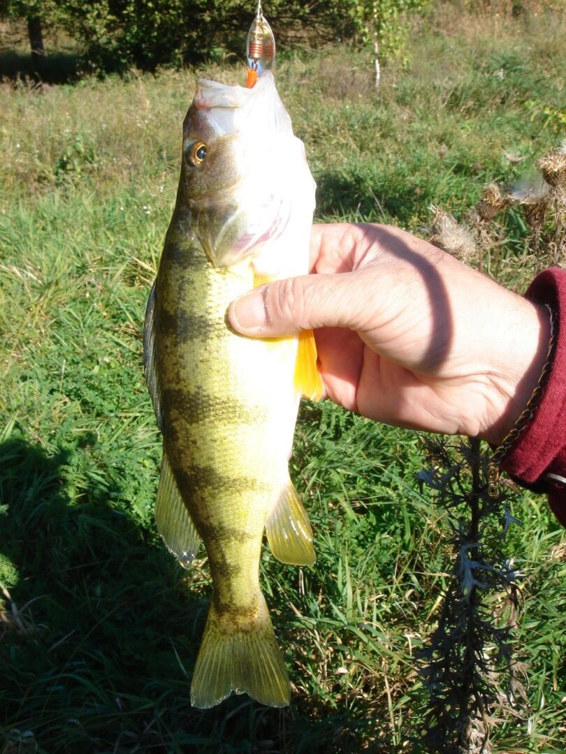A person holding a fish in their hand.