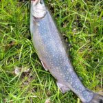 A fish is laying in the grass and looking up.