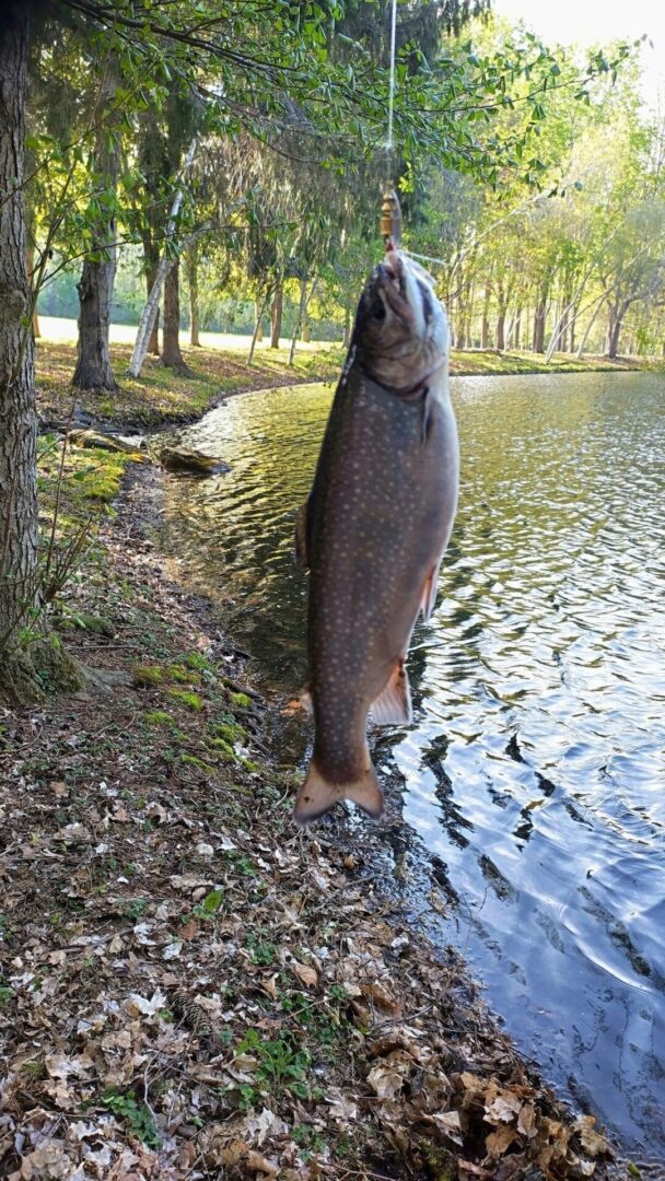 A large fish is standing in the water.