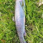 A rainbow trout is laying in the grass.