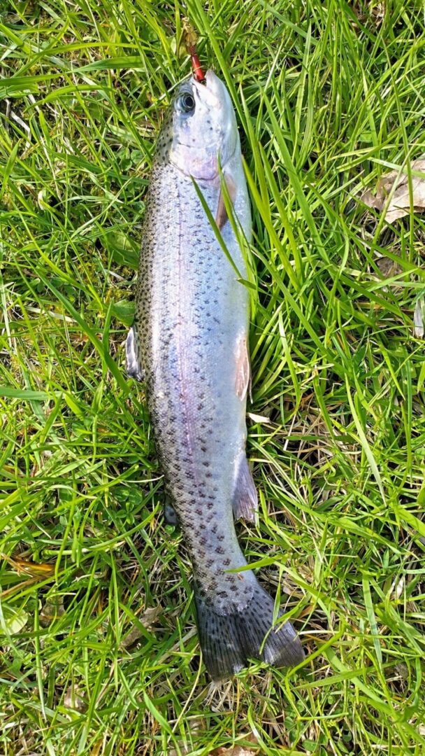 A rainbow trout is laying in the grass.