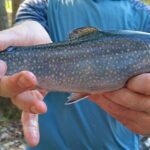 A person holding a fish in their hands.