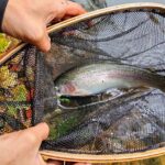 A person holding onto a fish in a net