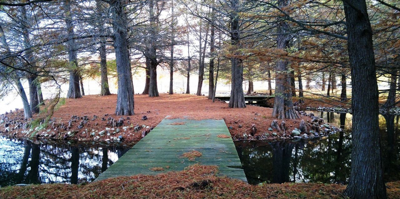 A dock in the middle of a forest.