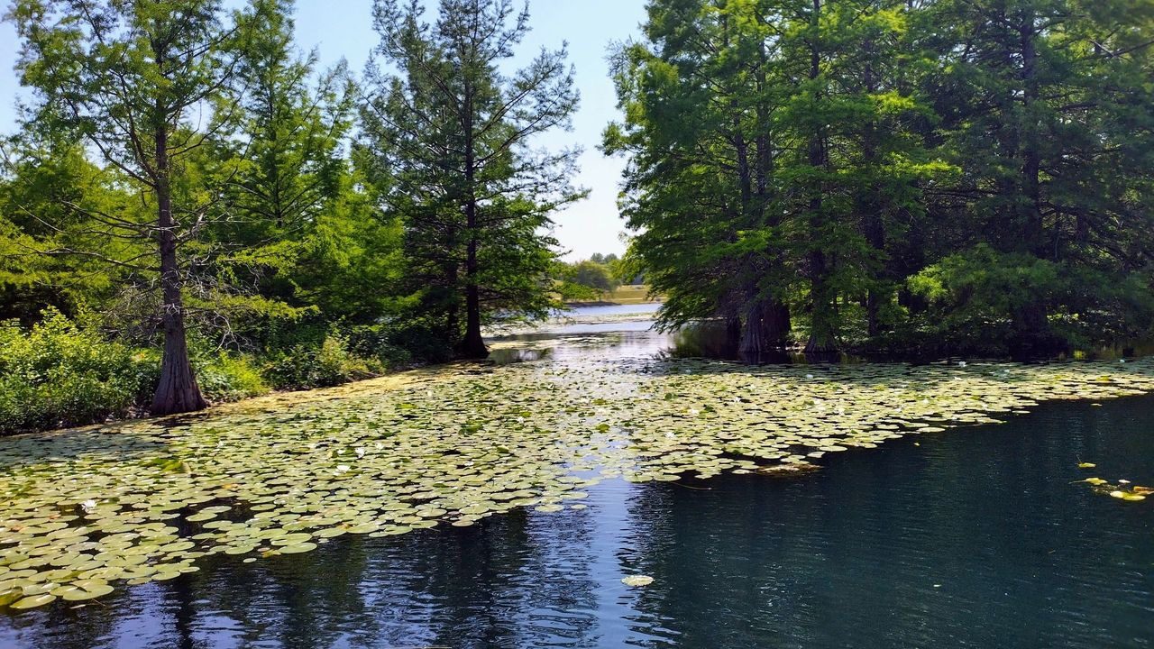 A body of water with trees and bushes in the background.