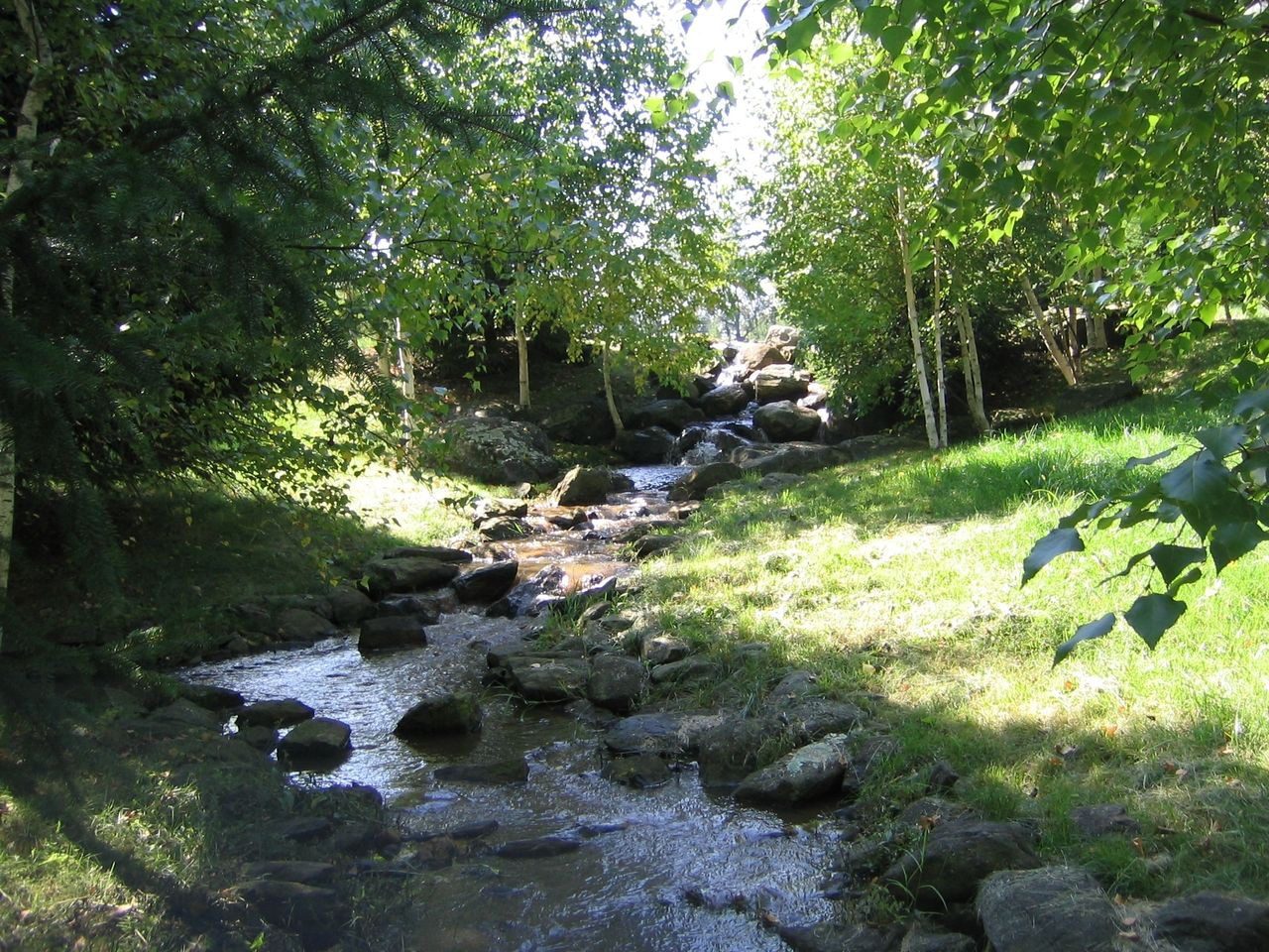 A stream running through the middle of a forest.
