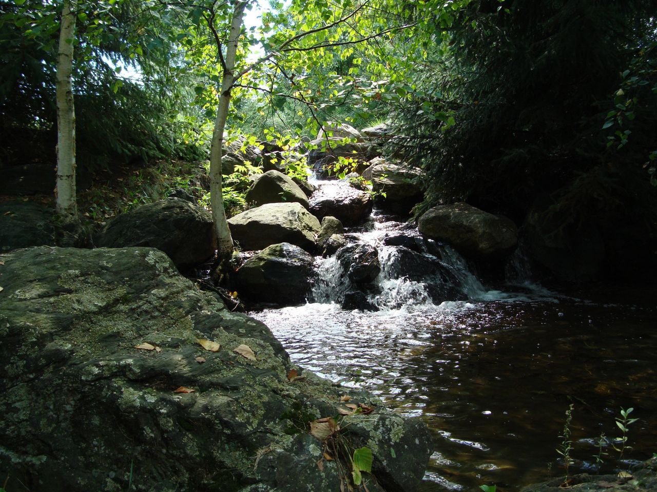 A stream running through the woods with rocks and trees.