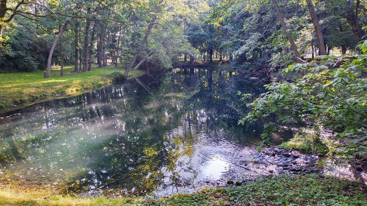 A pond with trees and bushes in the background.
