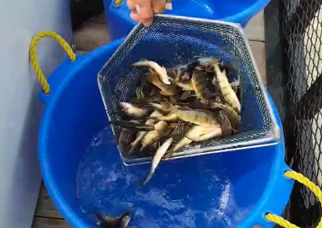 A bowl of fish in the water