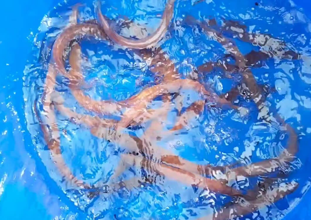 A painting of an octopus in the water.