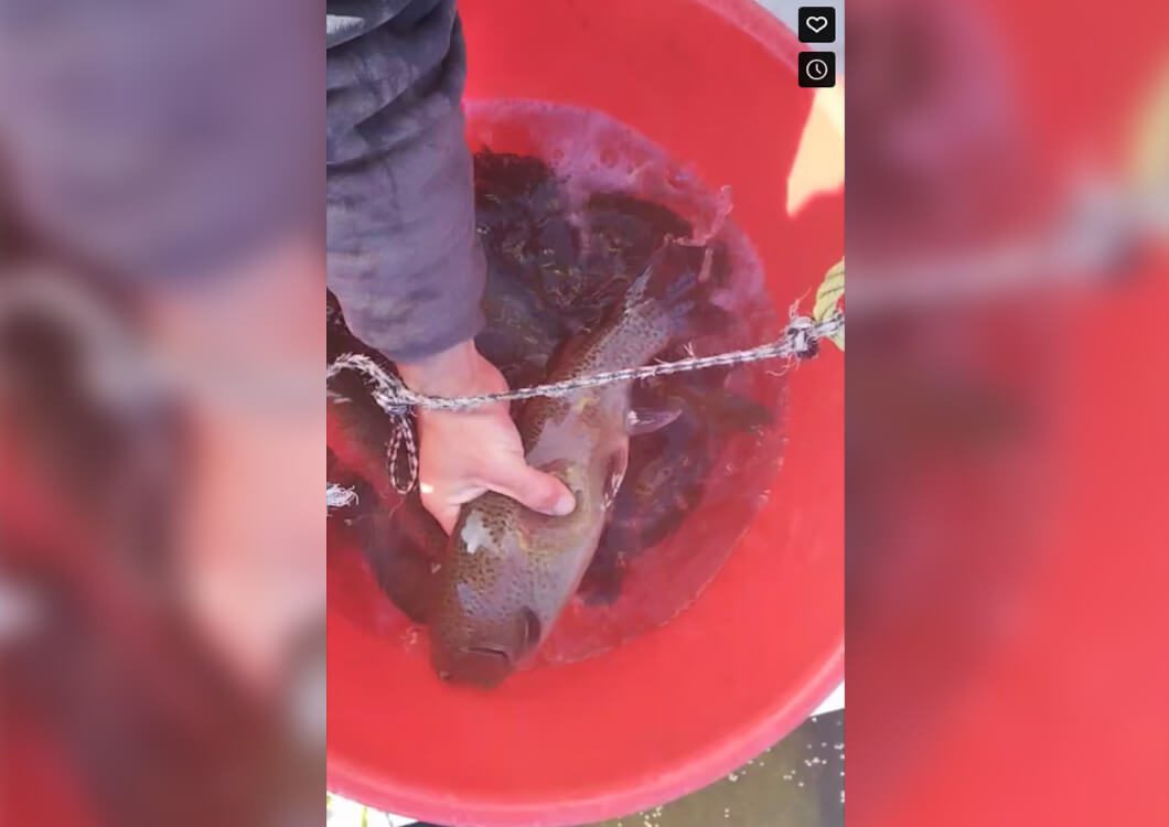 A person holding onto chains while cleaning a fish.