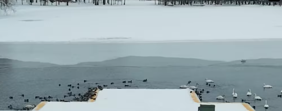 A flock of ducks swimming in the water.