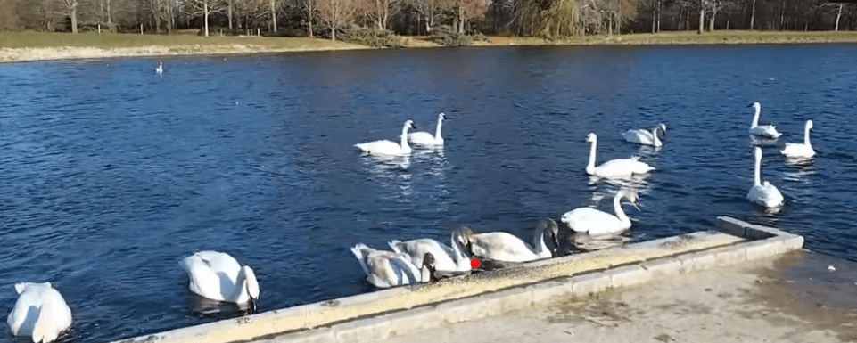 A group of swans swimming in the water.