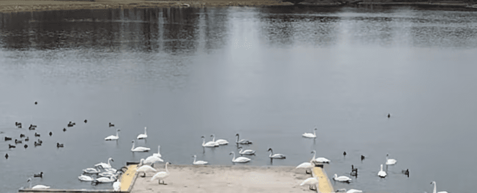 A flock of birds sitting on top of a body of water.