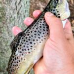 Hand holding a freshly caught speckled trout fish.