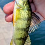 A person holding a small yellow and black striped fish over water.