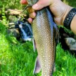 Person holding a freshly caught speckled trout near a stream.