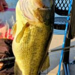 A large yellow bass fish held by a person on a boat.