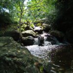 A small waterfall cascading over mossy rocks in a lush forest.