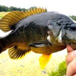 A close-up of a person holding a vibrant fish with yellow fins.