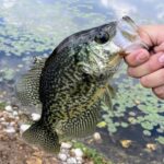 Hand holding a caught crappie fish near water with lily pads.