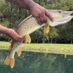 Person holding a large fish near a body of water.