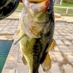 A person holding a large bass fish outdoors near a paved area.