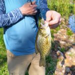 Person holding a freshly caught fish by a riverside.
