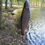 A large fish being held upright by its mouth near a water body.