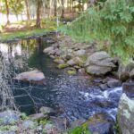 A tranquil forest stream flowing over rocks with lush greenery.