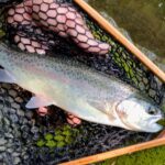 A freshly caught rainbow trout held over a fishing net.