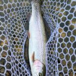 A freshly caught rainbow trout resting in a fishing net.