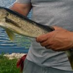 Person holding a large fish near water.