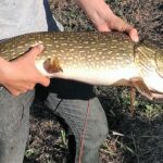 Person holding a large fish outdoors.