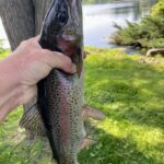 Hand holding a freshly caught trout near a lake shore.