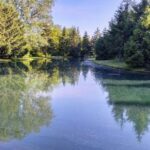 A tranquil pond surrounded by lush green trees under a clear blue sky.
