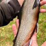 A person holding a freshly caught brook trout with green grass background.