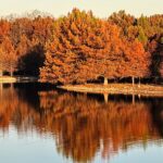 Autumn trees with orange leaves reflecting on a calm lake.
