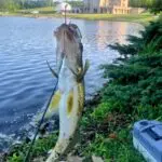 Danny Nice Small Walleye