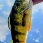 A hand holding a yellow and black striped fish against a blue sky.