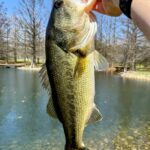A large bass fish held above a calm lake in daylight.