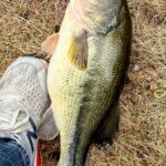 Large fish caught beside a sneaker on dry grass.