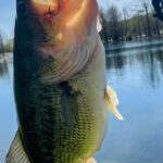 A close-up of a large fish held by a person near a lake.