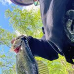 Person holding a largemouth bass fish outdoors under clear sky.