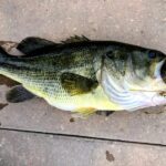 A large, freshly caught bass fish lying on a concrete surface.